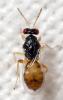 Euplectrus sp.